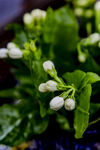 茉莉