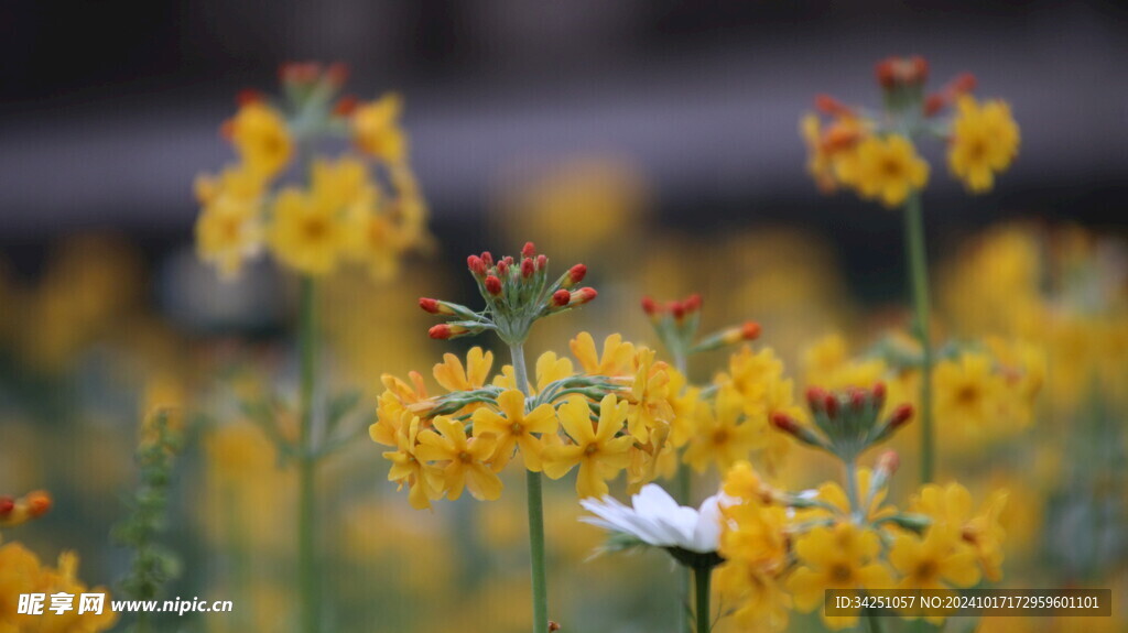 小黄花