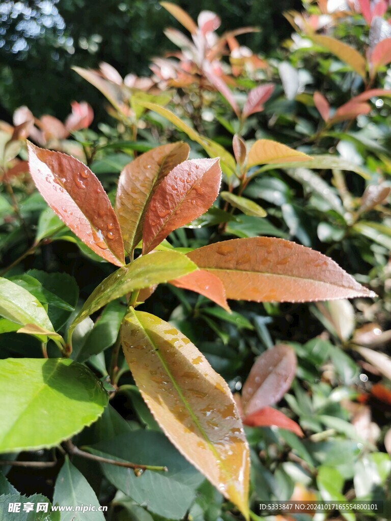 红叶 石楠 