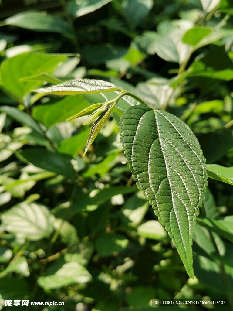 假奓包叶 小泡叶 野桑叶