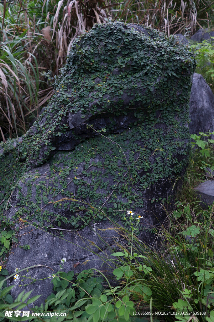 石头寄生植物