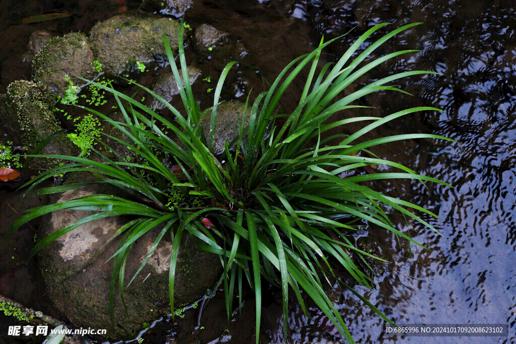 一棵水草