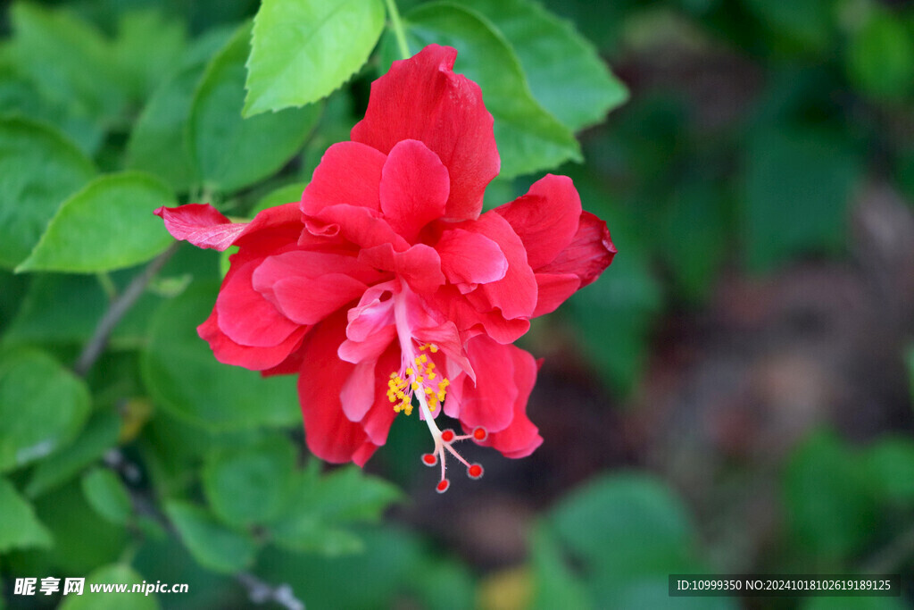 扶桑花