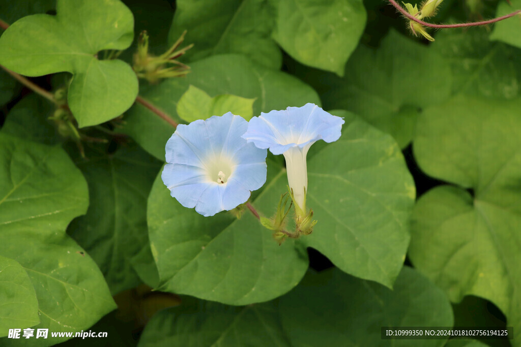 蓝色牵牛花