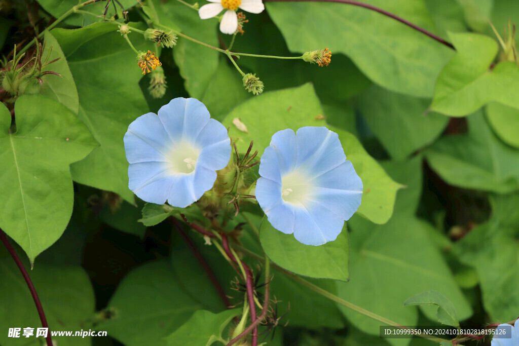 牵牛花