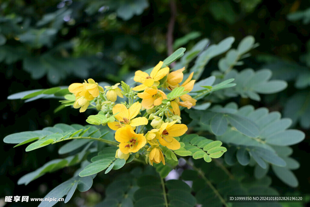 黄槐决明花