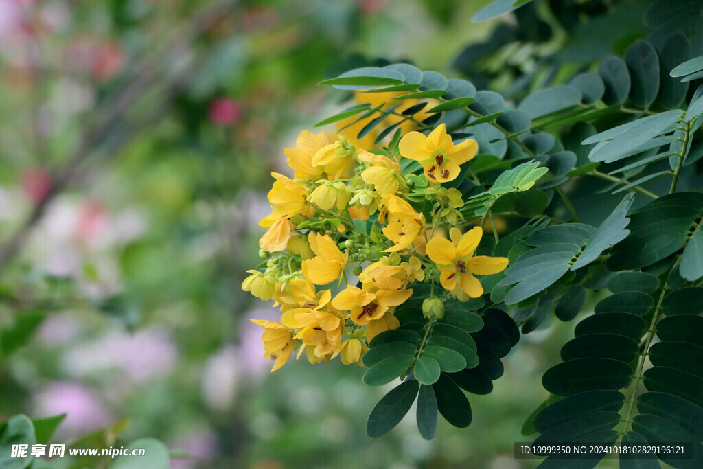 黄槐决明花