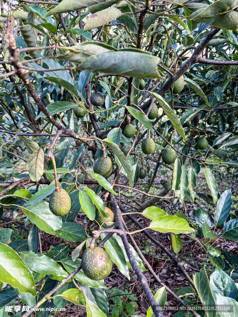 牛油果