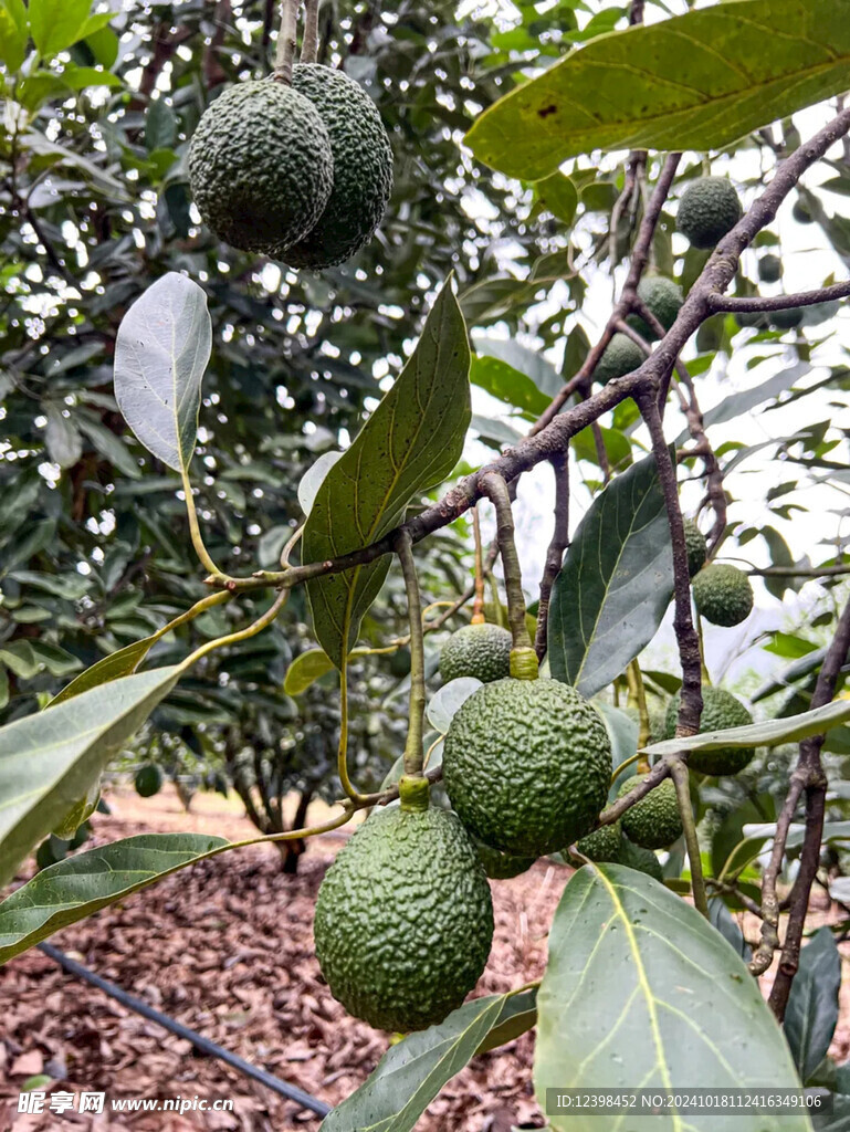 奶油果