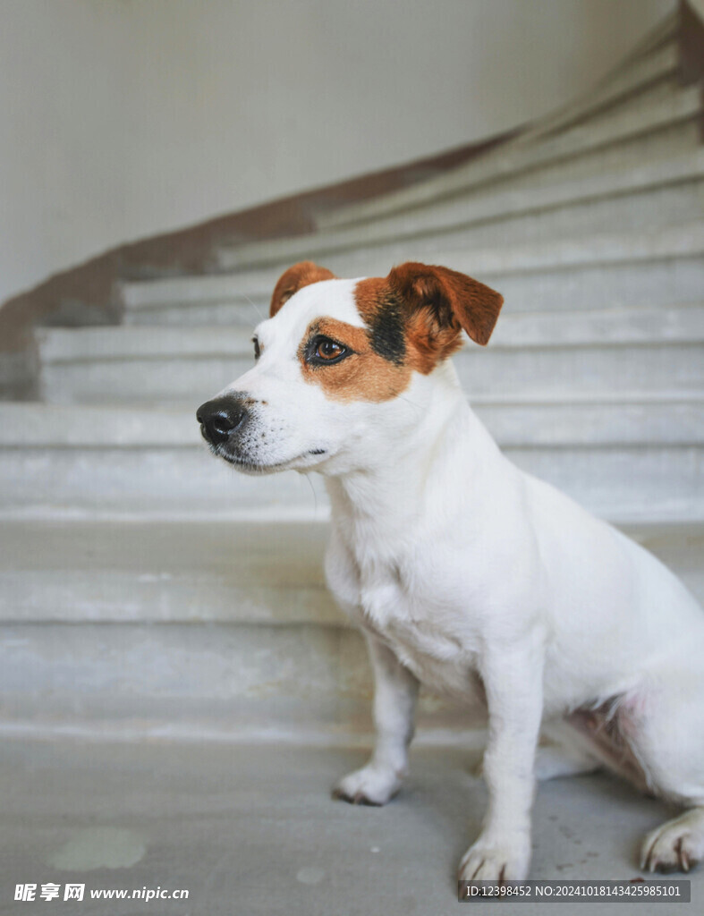 宠物狗