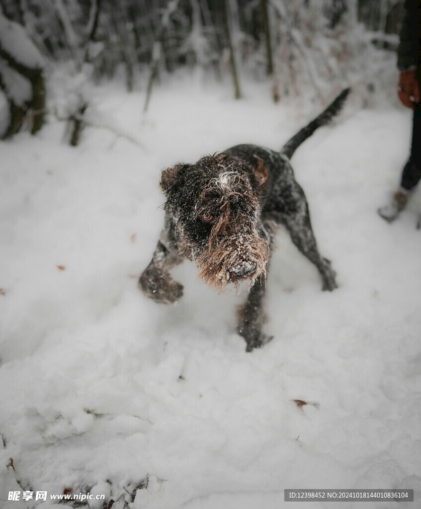宠物犬