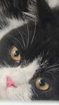 奶油猫