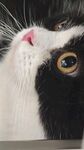 奶油猫