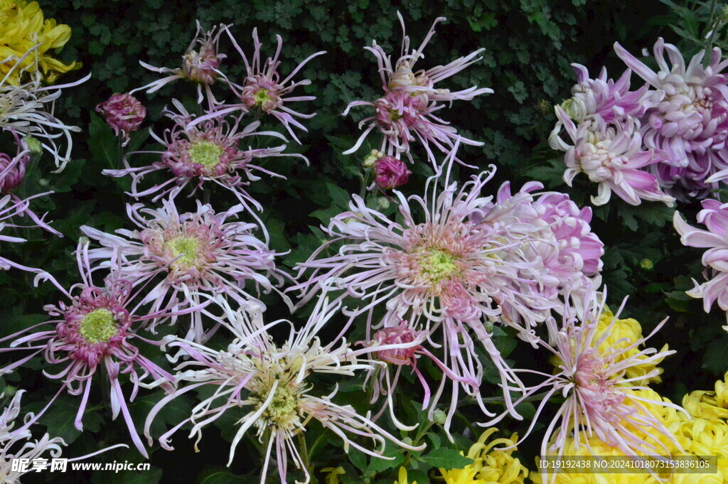 菊花 
