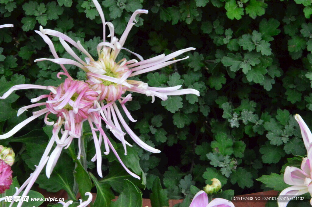 菊花 