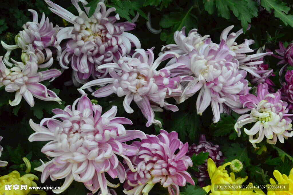 菊花 