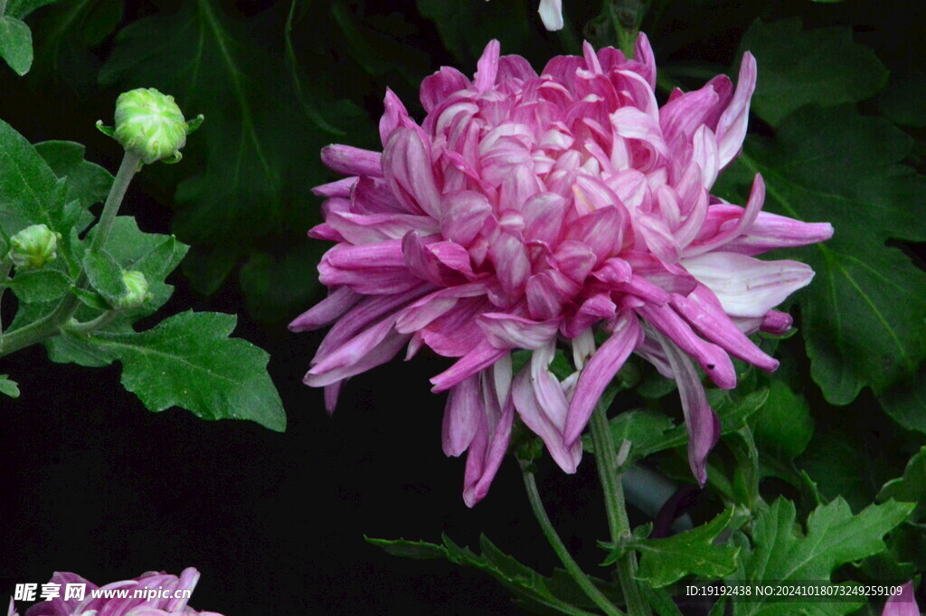 菊花  