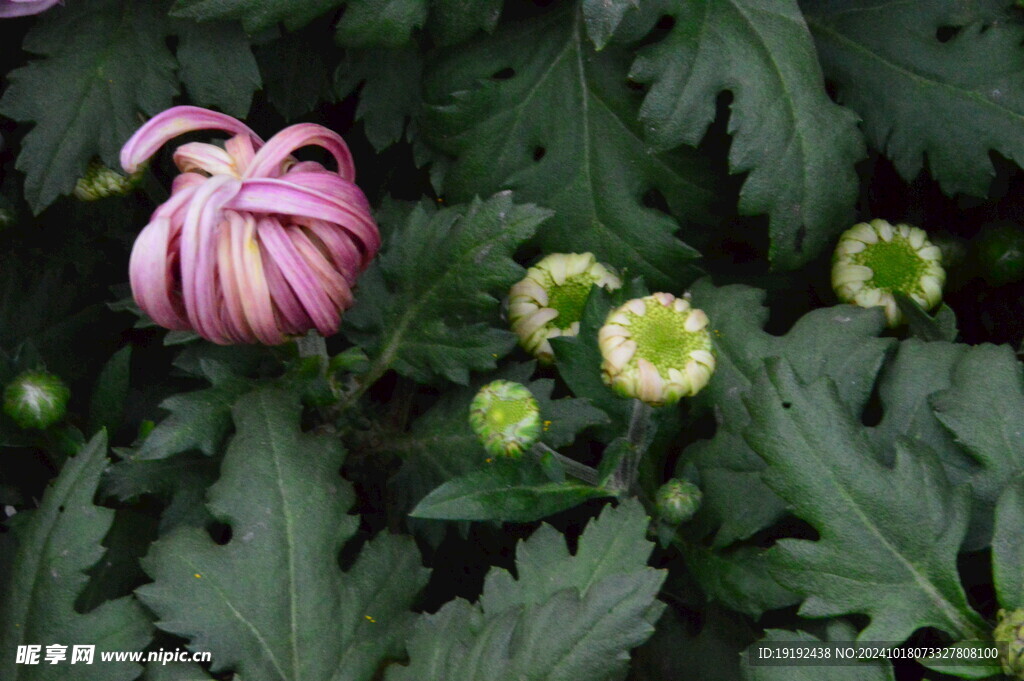 菊花 