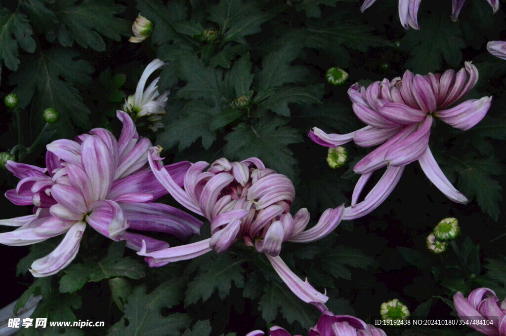 菊花  