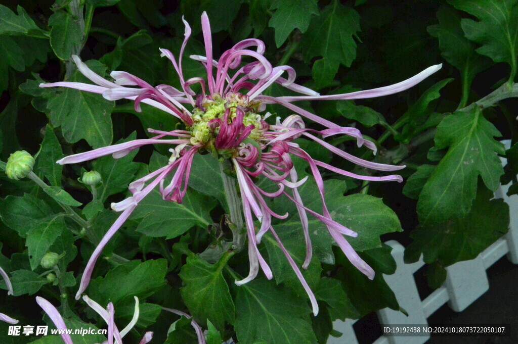 菊花  