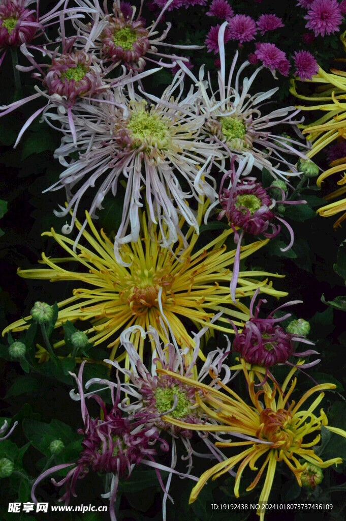 菊花  