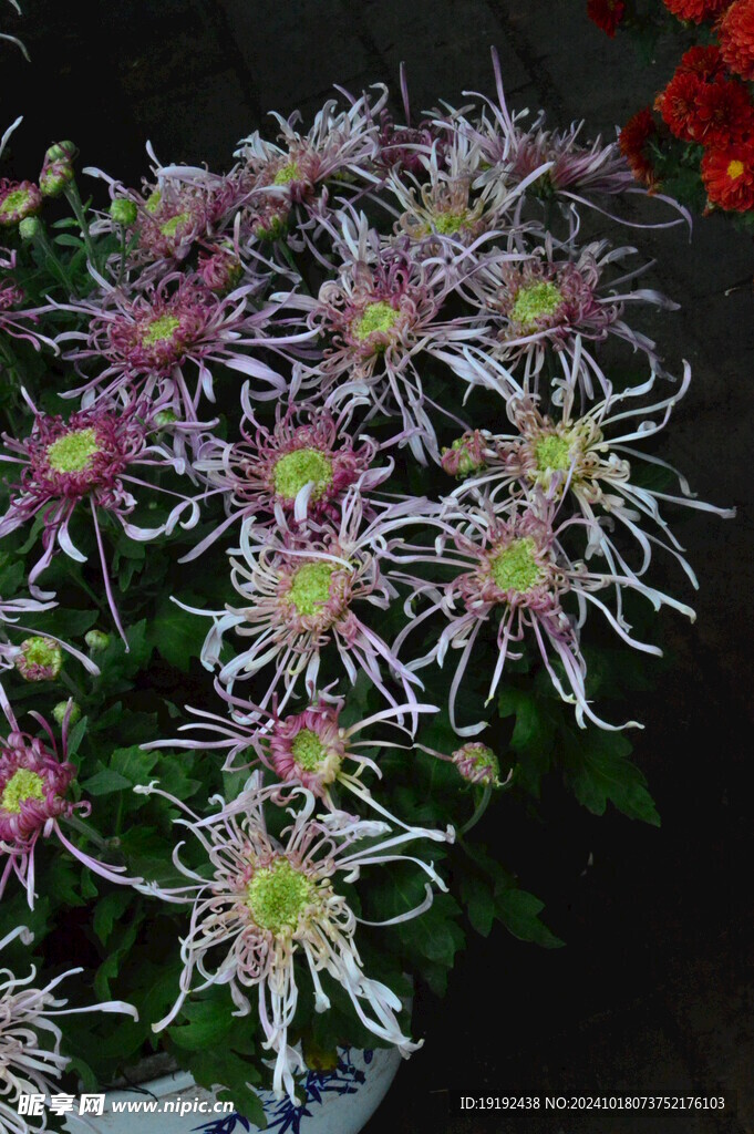 菊花  
