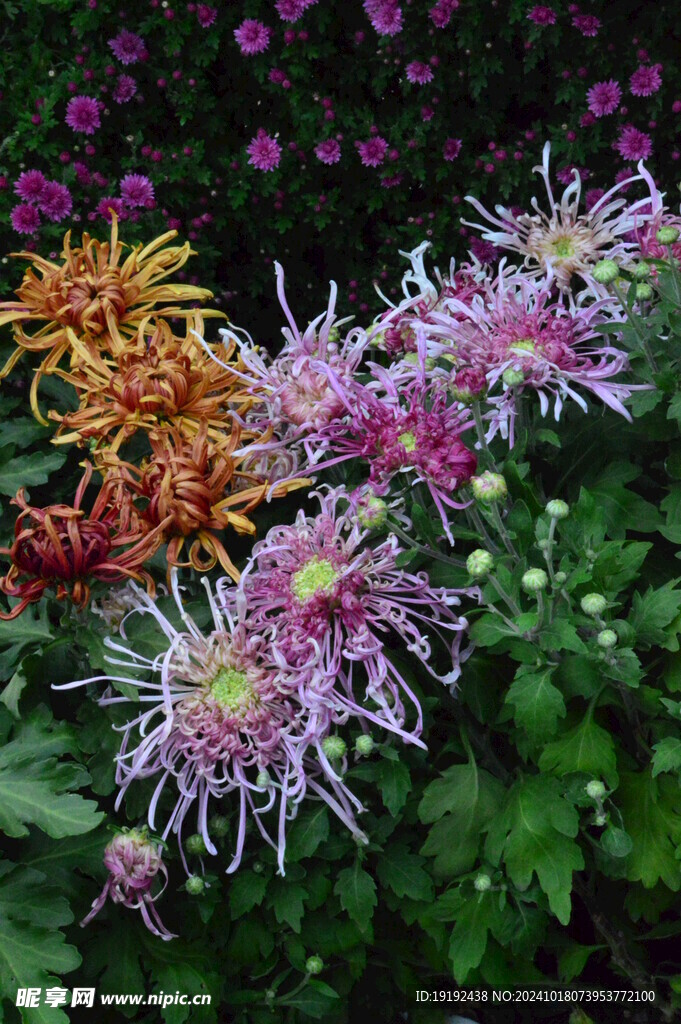 菊花 
