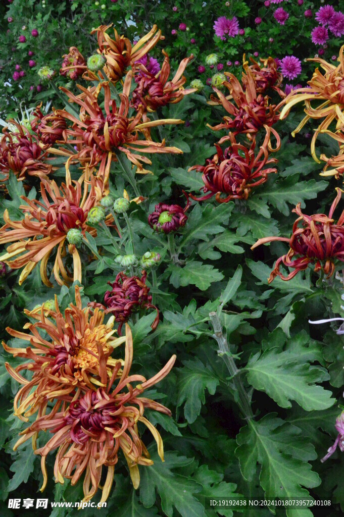 菊花 