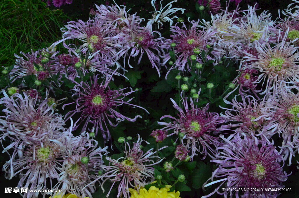菊花 
