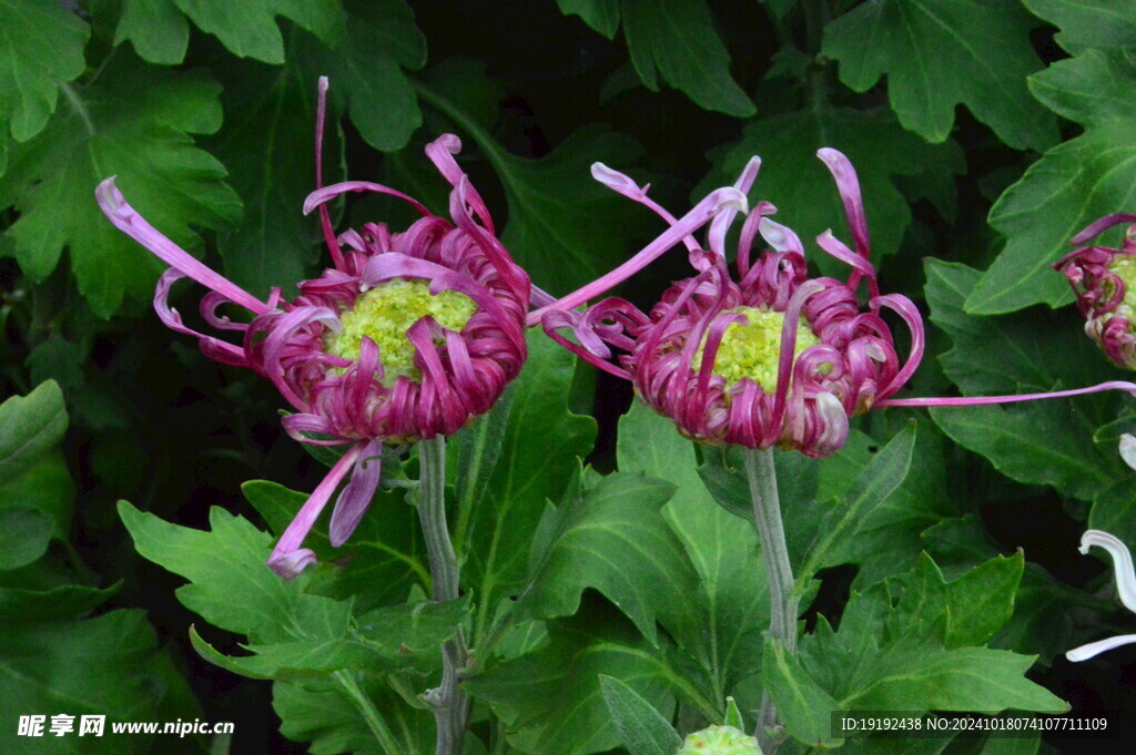 菊花  