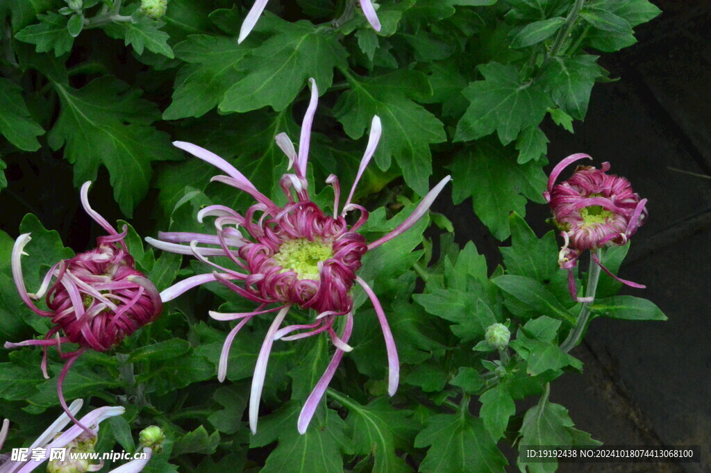 菊花  