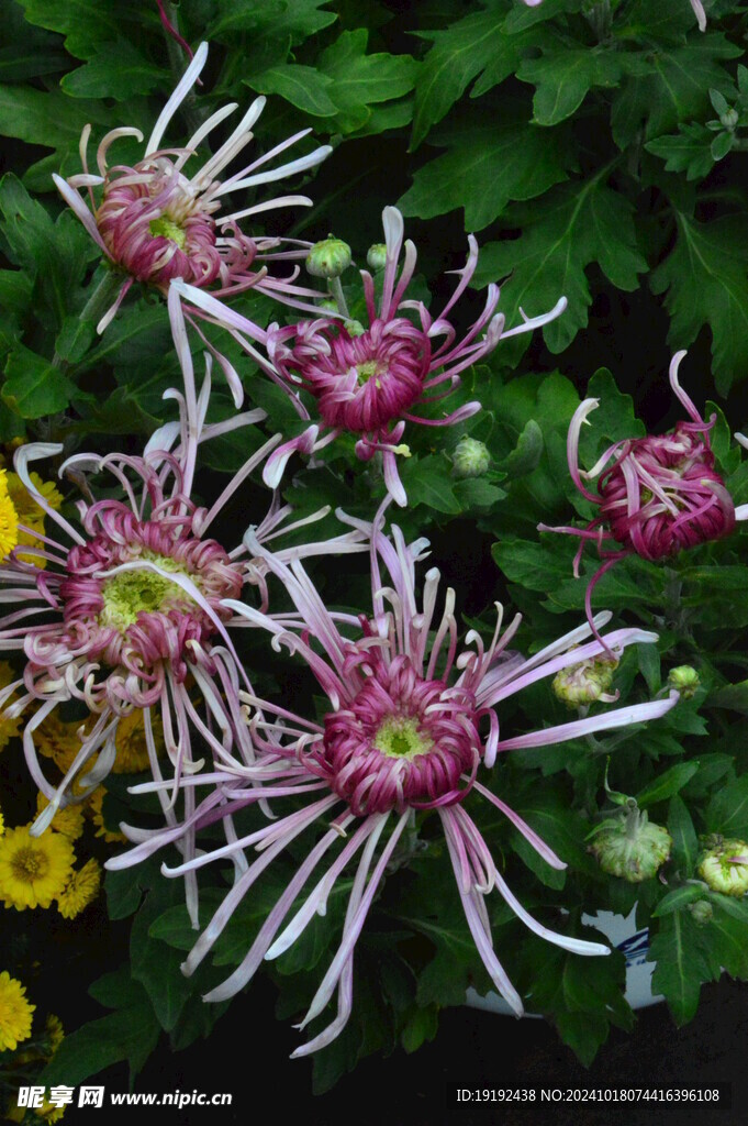 菊花 