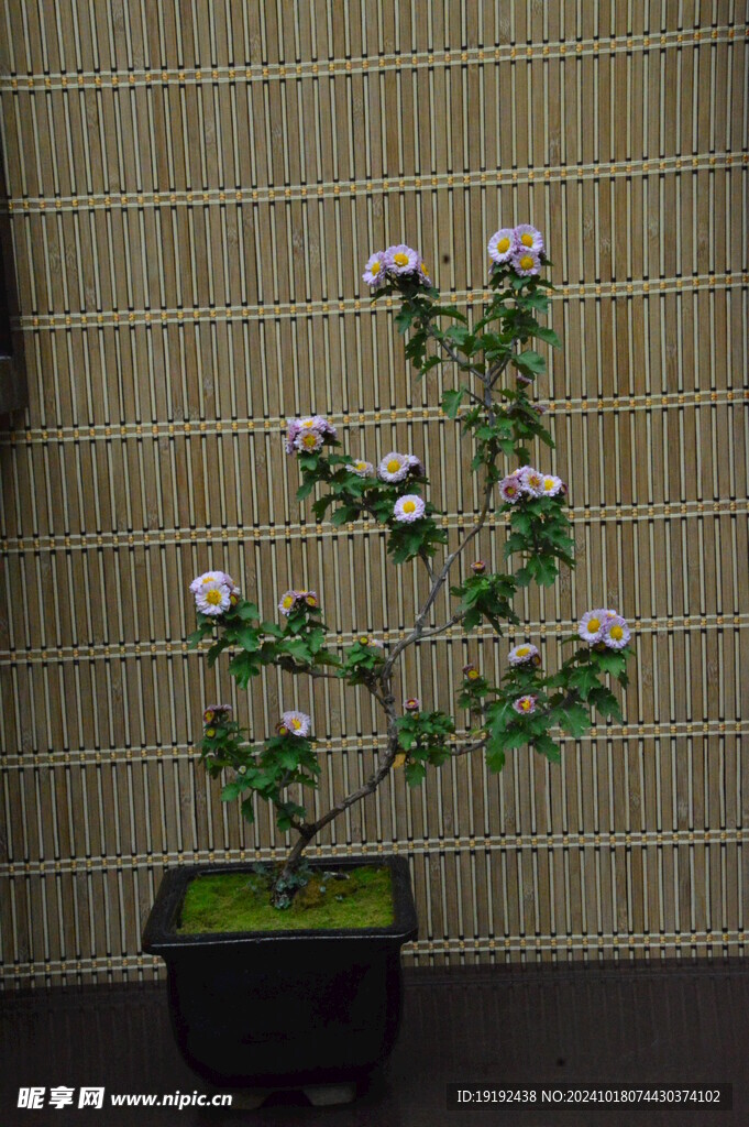 菊花 
