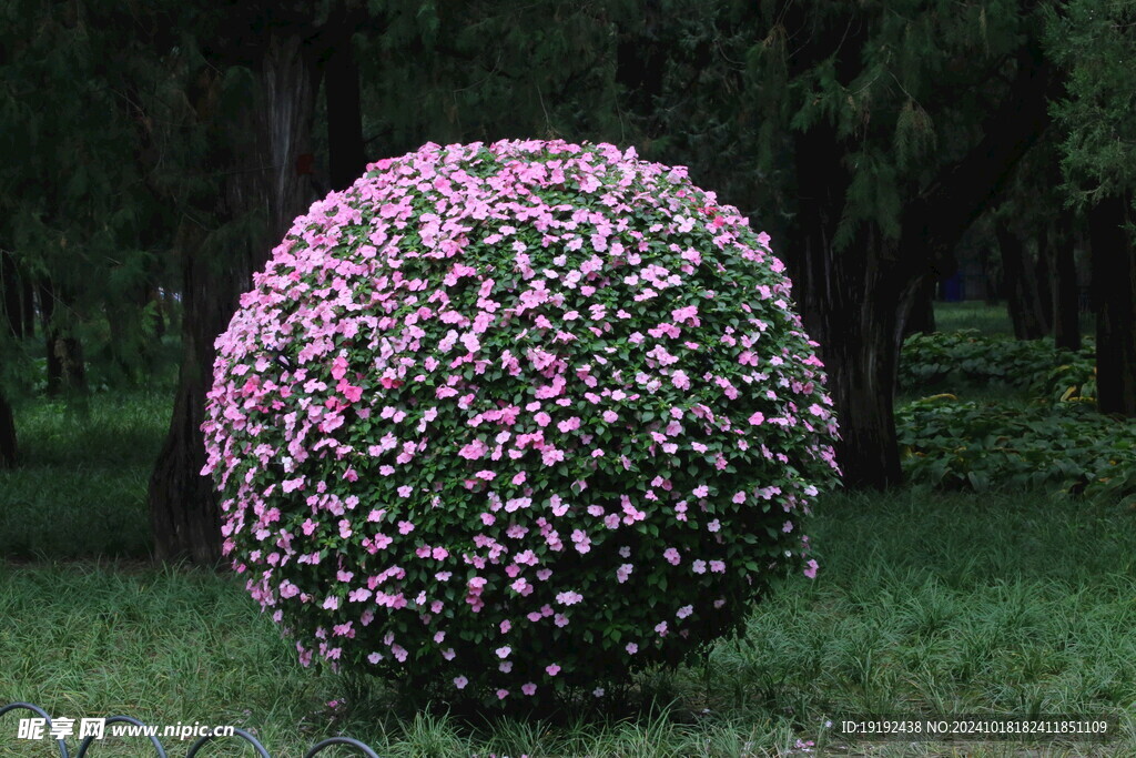 凤仙花花球  