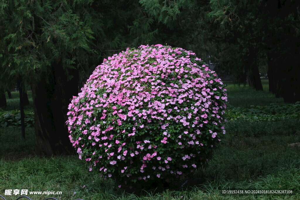 凤仙花花球 