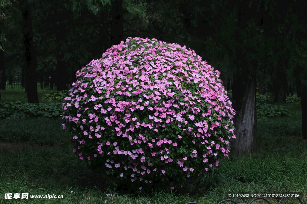 凤仙花花球  