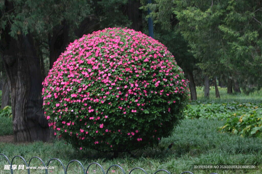 花坛  