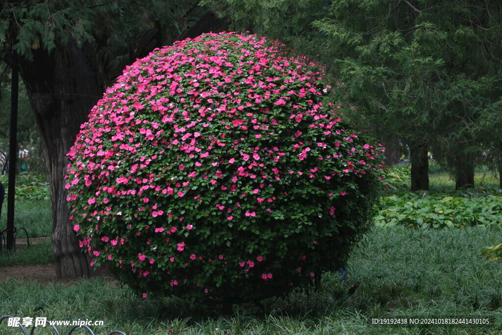 凤仙花花球  