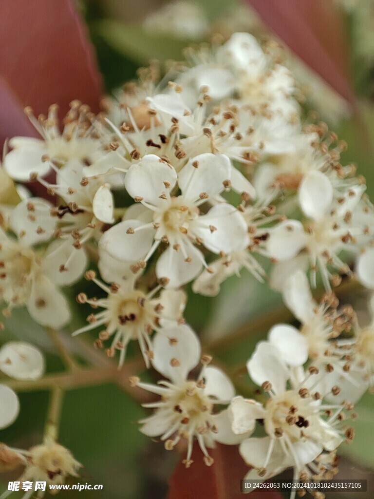 山楂花