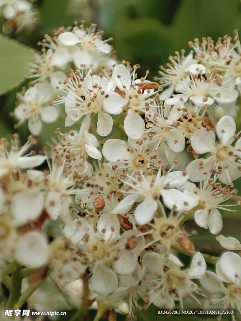 山楂花