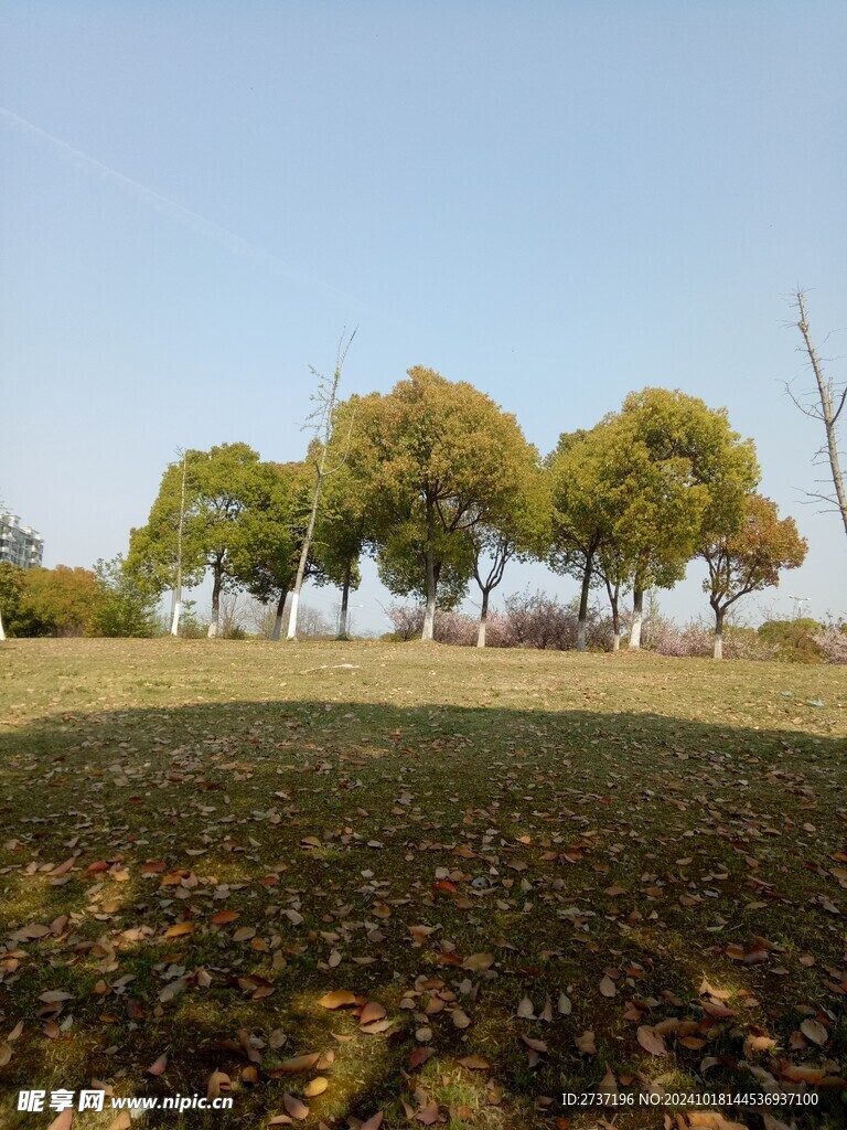 草坪