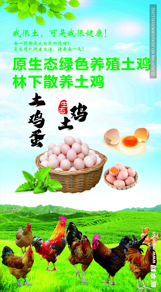 散养土鸡 土鸡蛋
