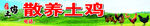 散养土鸡