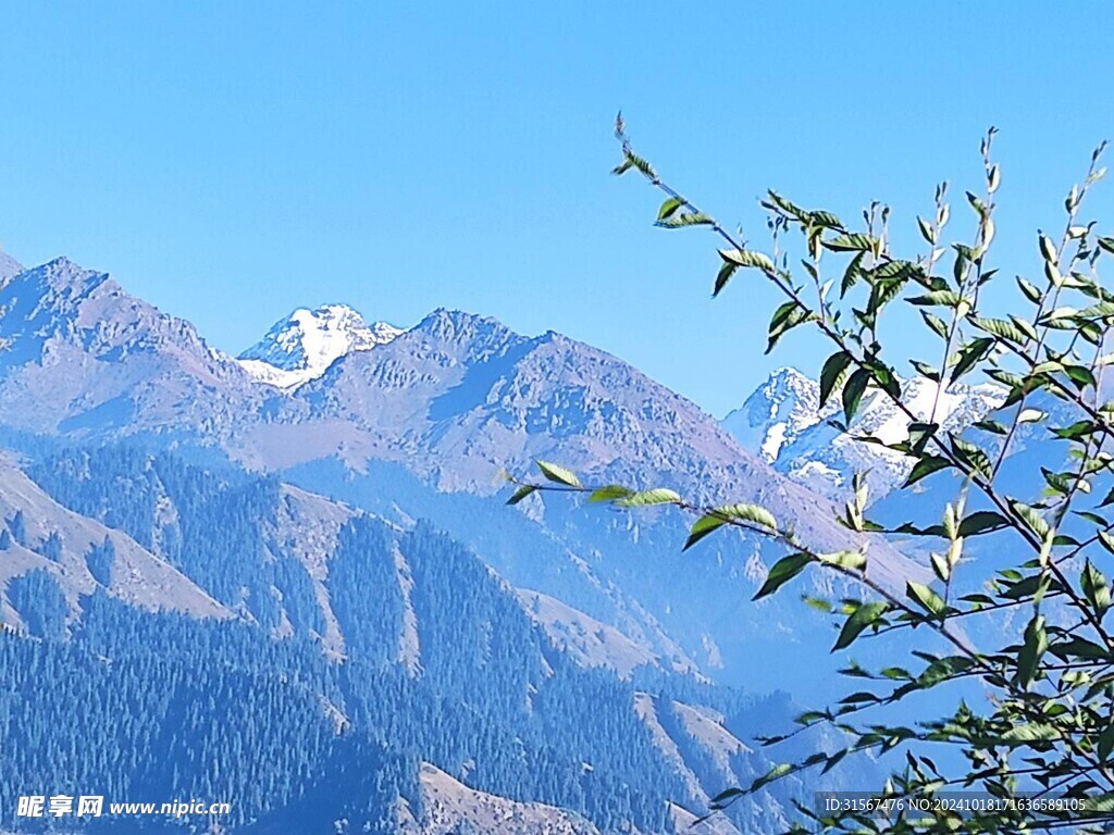 远处的雪山顶