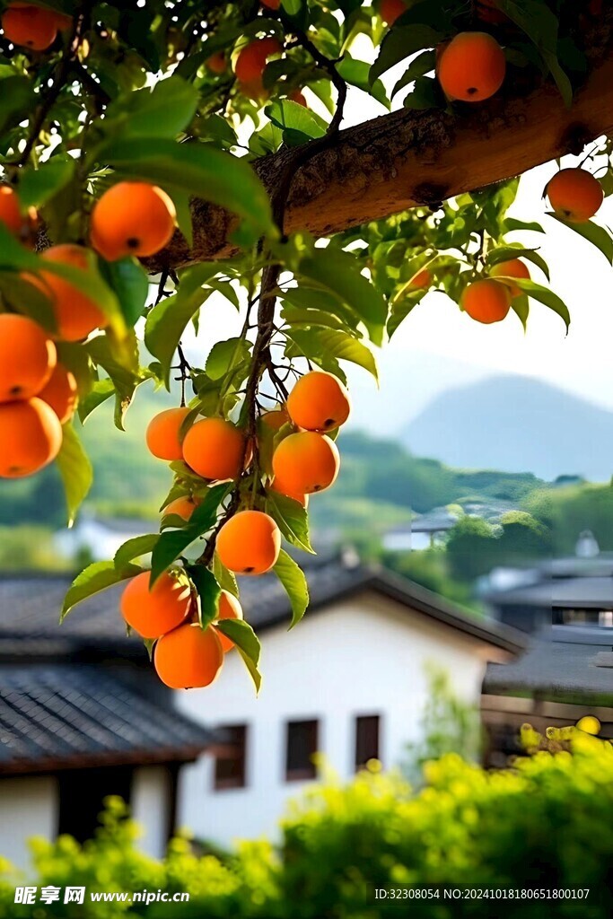 橘子树  