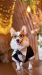 柯基犬 