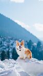 柯基犬 