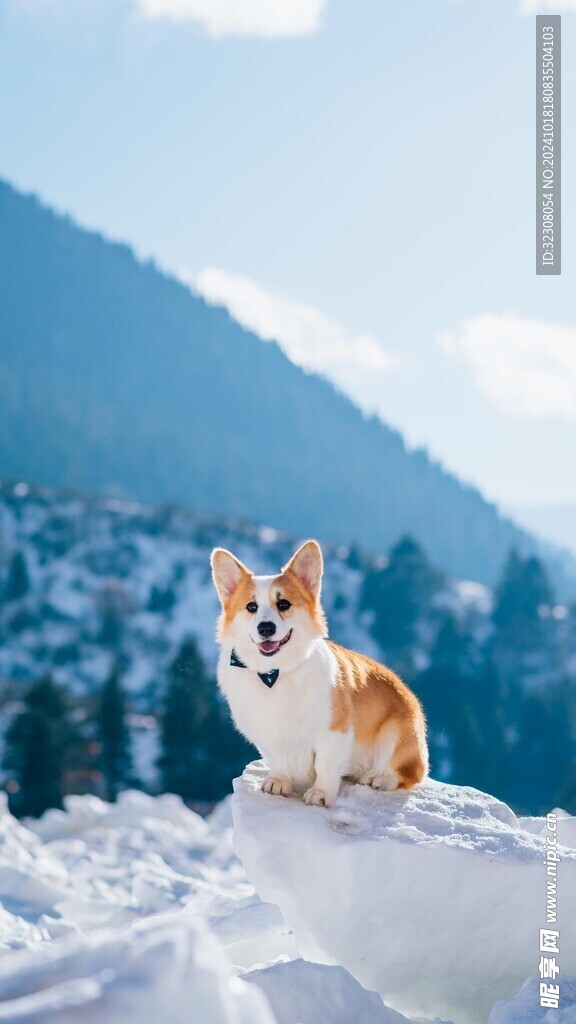 柯基犬 
