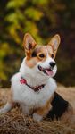 柯基犬 