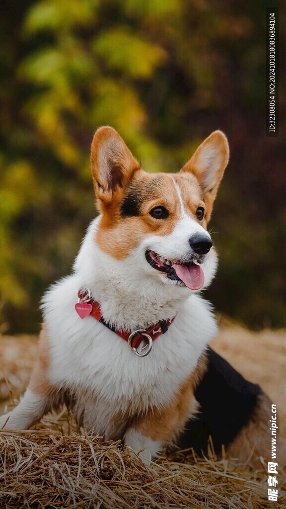 柯基犬 